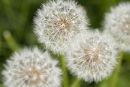 Dandelion Seed Heads
